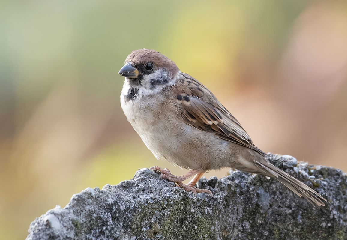 eurasian-tree-sparrow