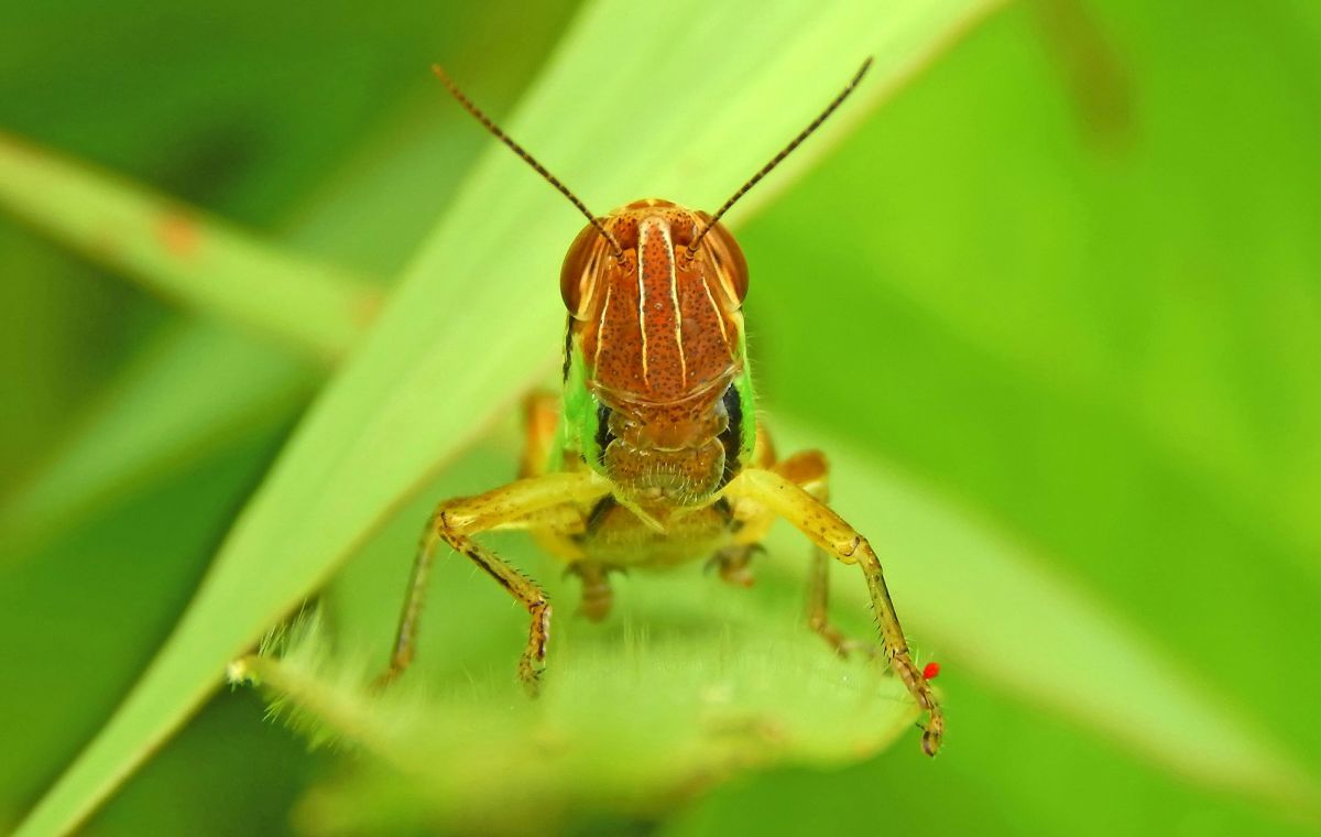 grasshopper_2