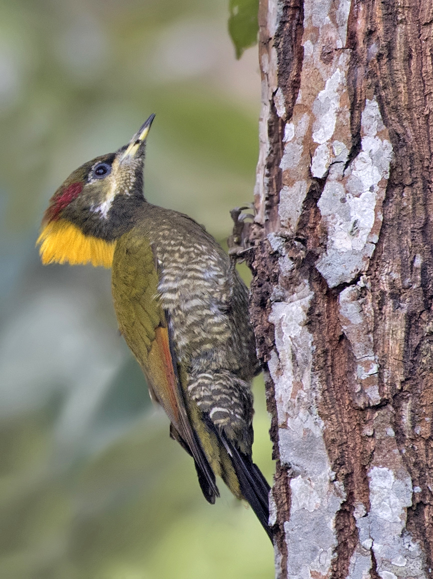 greater-yellownape-woodpecker