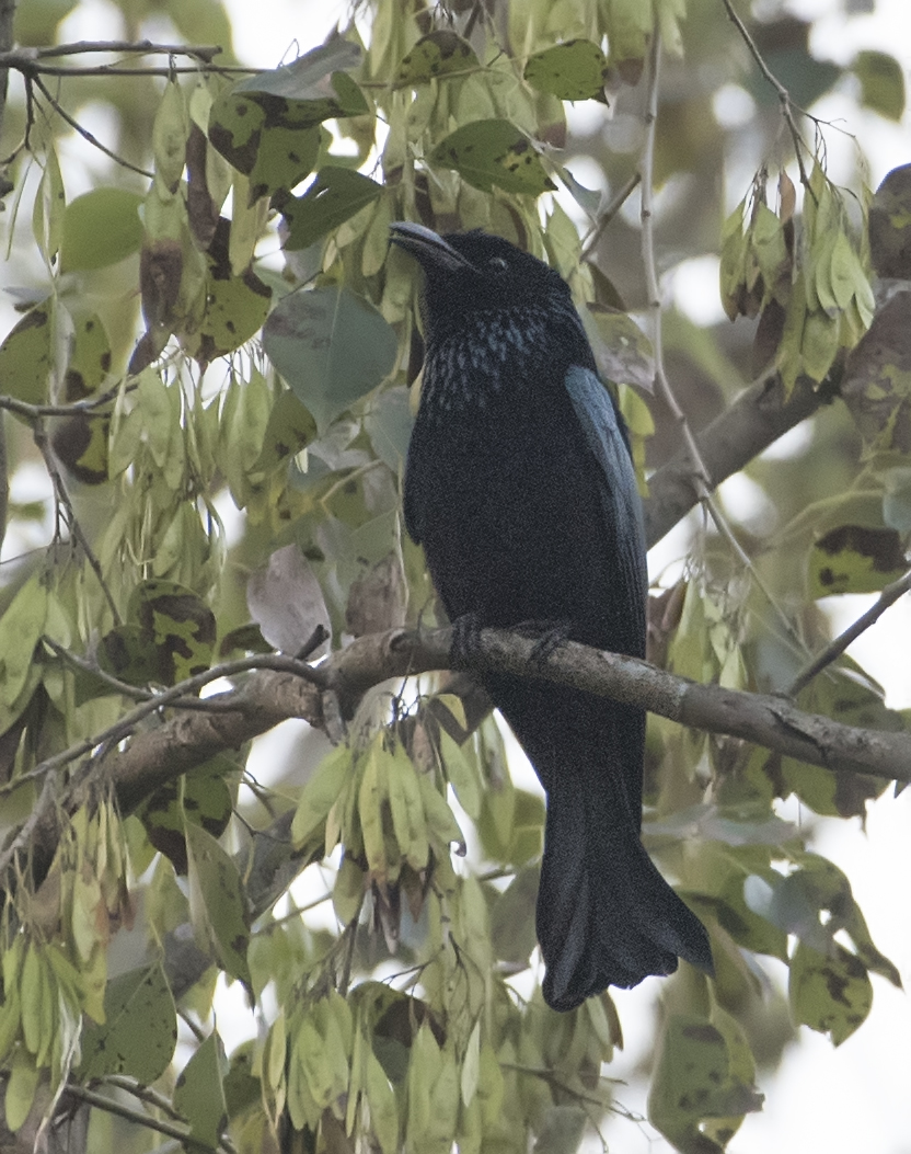 hair-crested-drongo