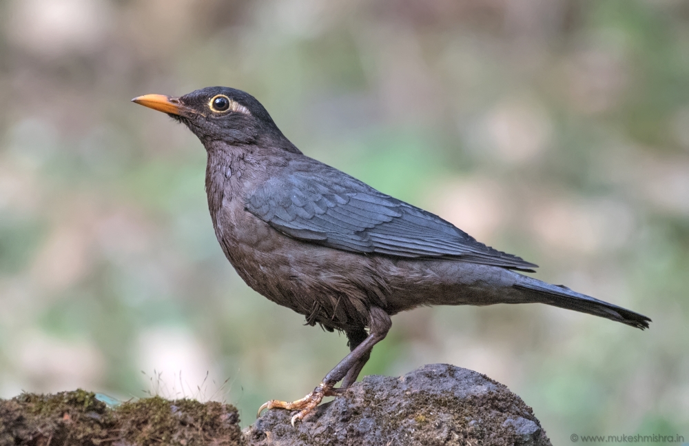 indian-blackbird