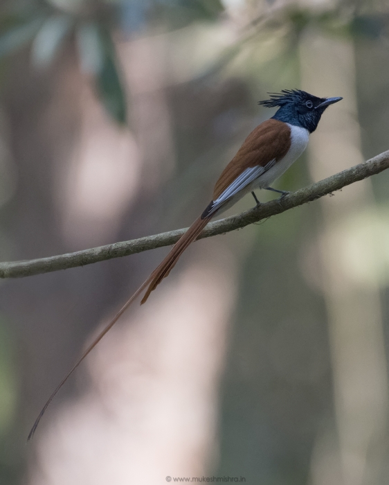 rufous-morph-indian-paradise-flycatcher-male