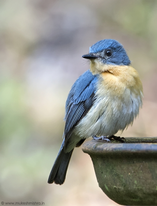 tickle-blue-flycatcher