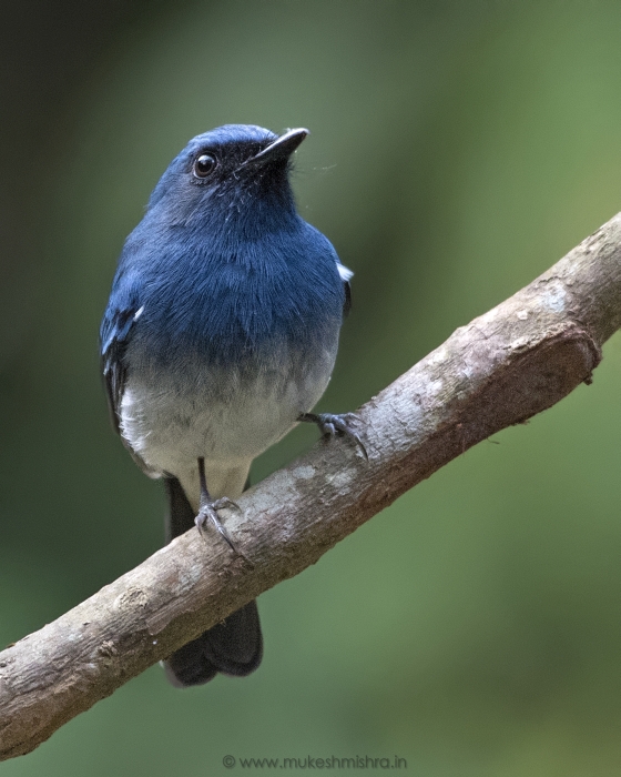 white-bellied-blue-flycatcher-male