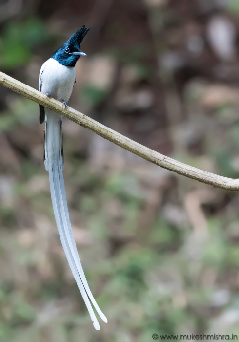 white-morph-indian-paradise-flycatcher-male-2
