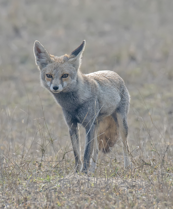 Desert-fox