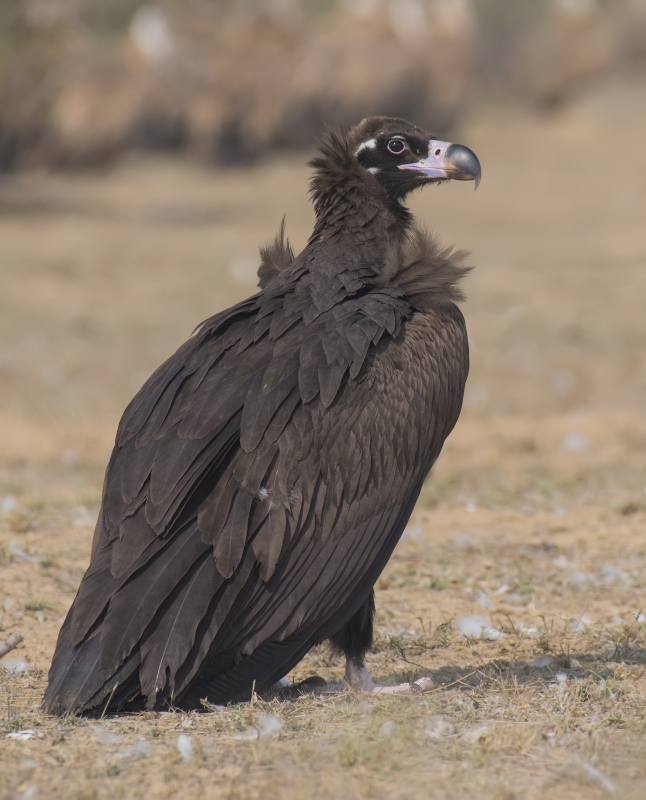 cinereous-vulture (Aegypius monachus)