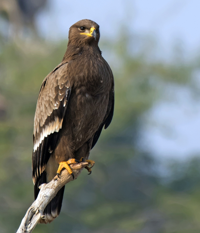 steppe-eagle (Aquila nipalensis)