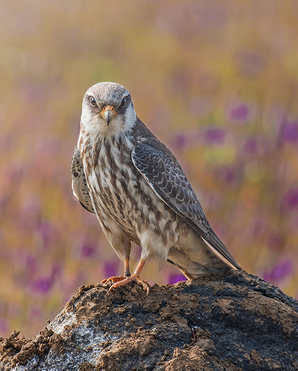 amur-falcon-faceoff