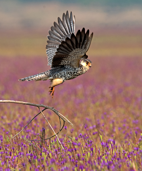 amur-falcon-female-takeoff
