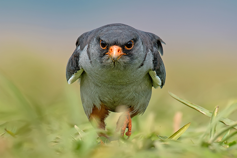 amur-falcon-male