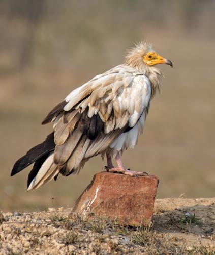 Egyptian-vulture (Neophron percnopterus)