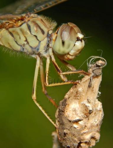 ashy-faced-dragonfly