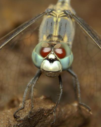 blue-dragonfly