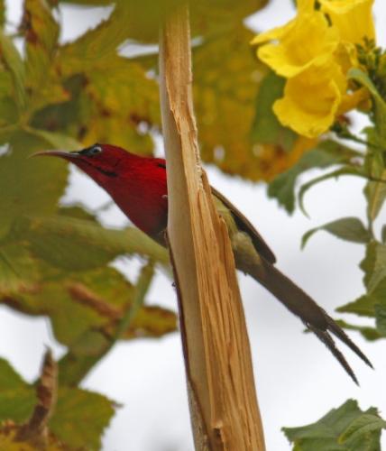 crimson-sunbird