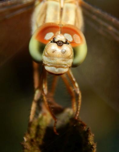 ditch-jewel-dragonfly