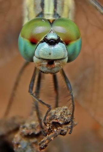 green-dragonfly