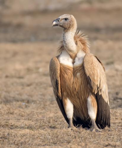 griffon-vulture (Gyps fulvus)
