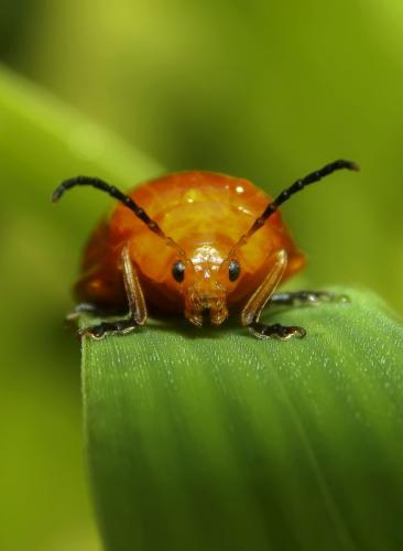 orange-bug