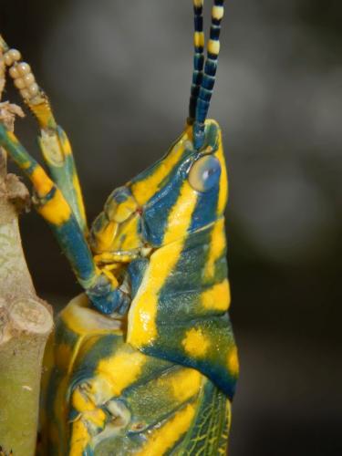 painted-grasshopper