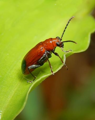 red-small-bug
