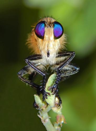 robberfly-close-up