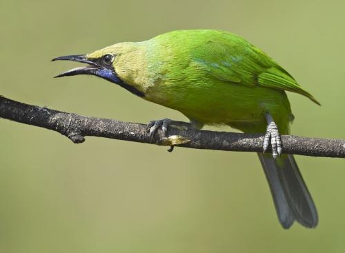 Jerdon's- Leafbird-Male
