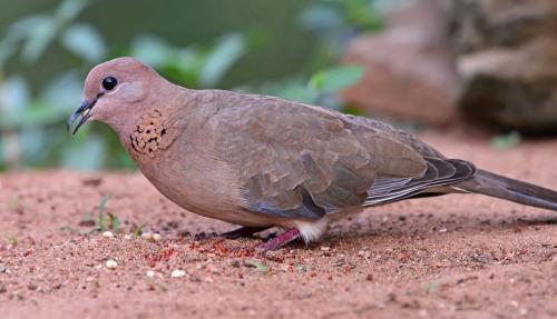 Laughing-Dove