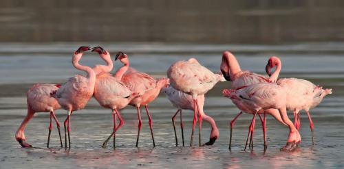 Lesser-Flamingo