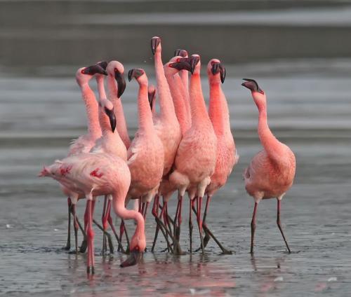 Lesser-Flamingo 