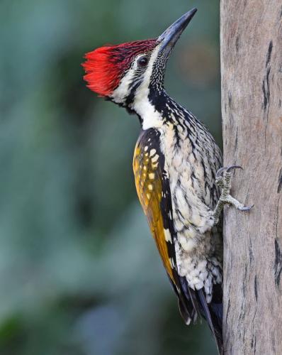Lesser-Goldenback-Woodpecker 