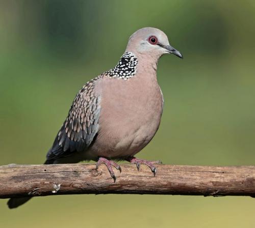 Spotted-Dove