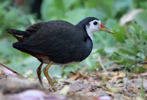 White-Breasted-Waterhen