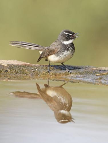 White throated Fantail
