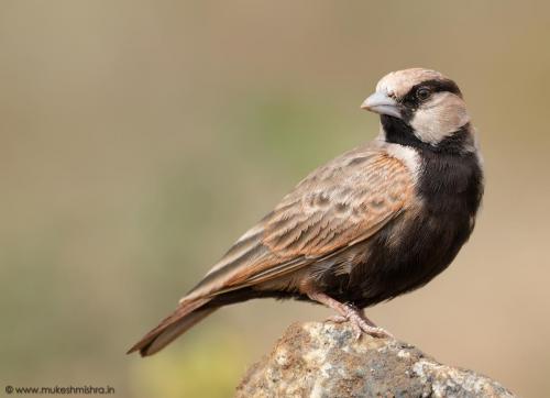 ashy-crowned-sparrow-lark