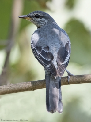 black-headed-cuckoo-shrike-female