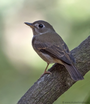 brown-breasted-flycatcher