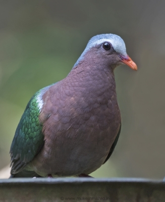 emrald-dove-portrait