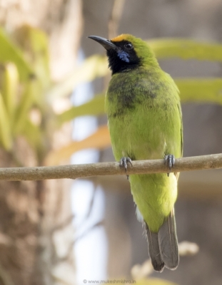 golden-fronted-leafbird