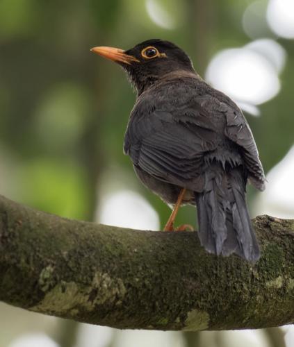 indian-blackbird-male 