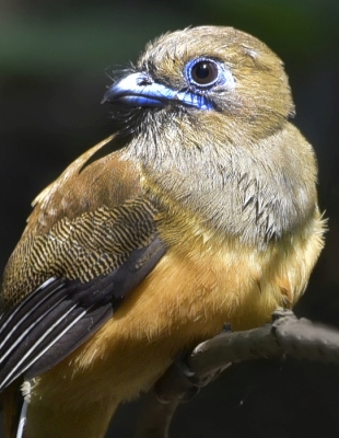 malabar-trogon-female