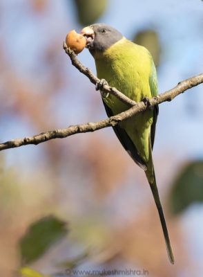 plum-headed-parakeet-female