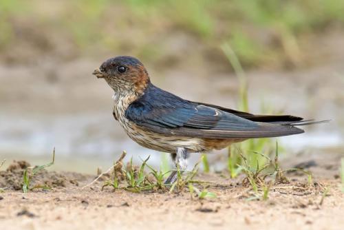 red-rumped-swallow 