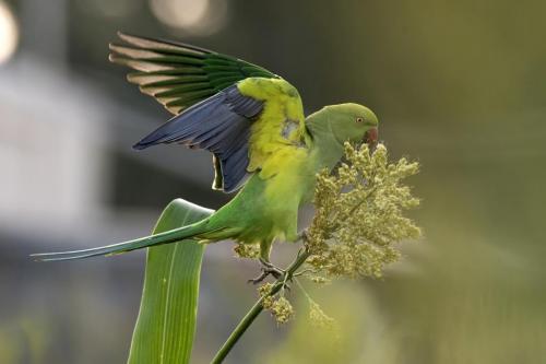 rose-ringed-parakeet 