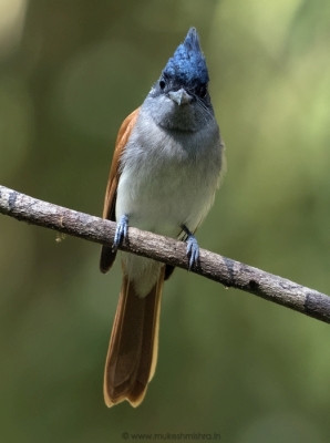 rufous-morph-indian-paradise-flycatcher-female