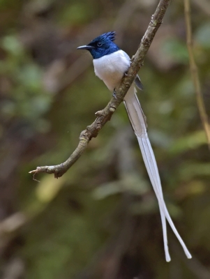white-morph-indian-paradise-flycatcher-male.jpg
