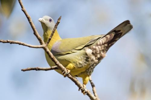 yellow-footed-green-pigeon